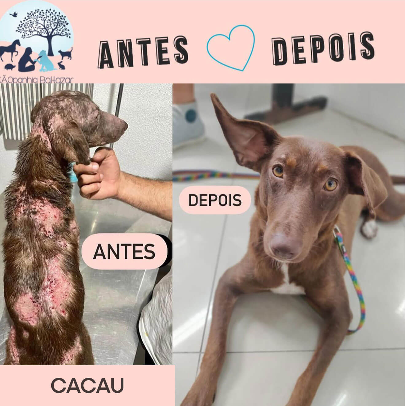 Cacau