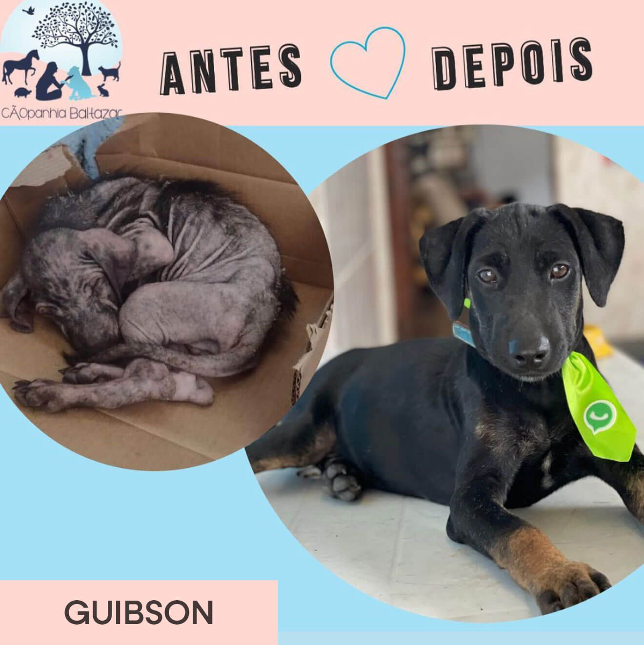 Guibson