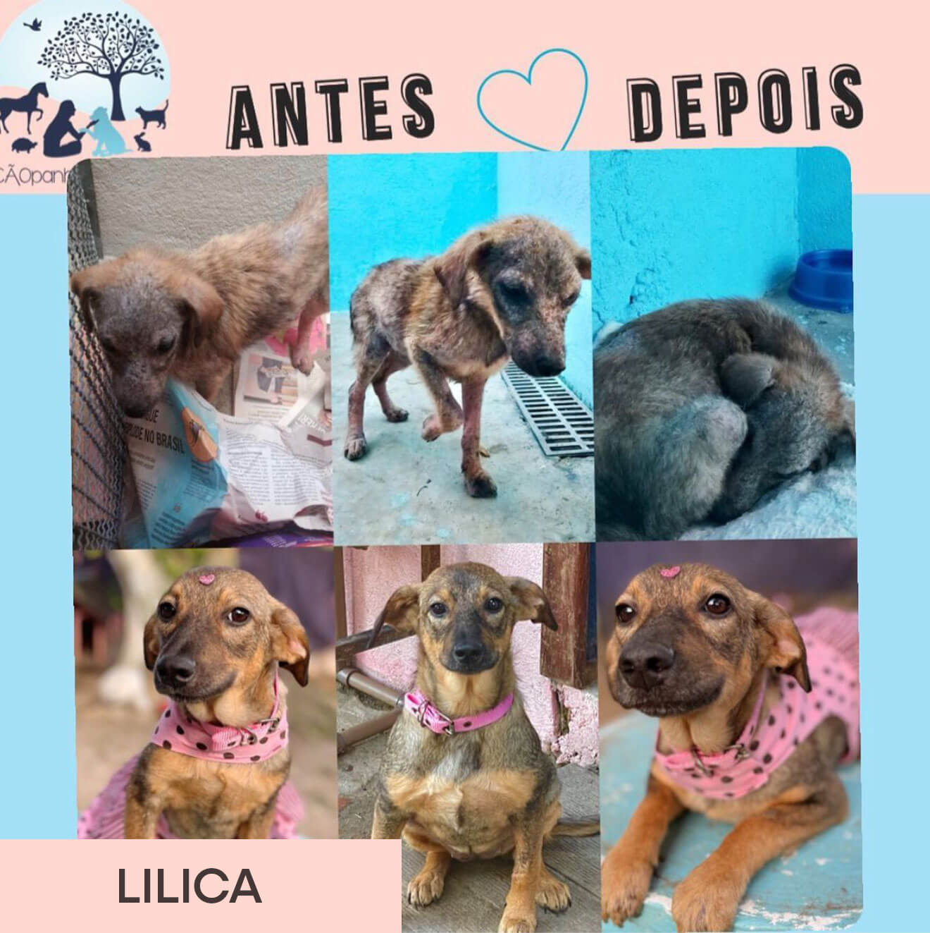 Lilica
